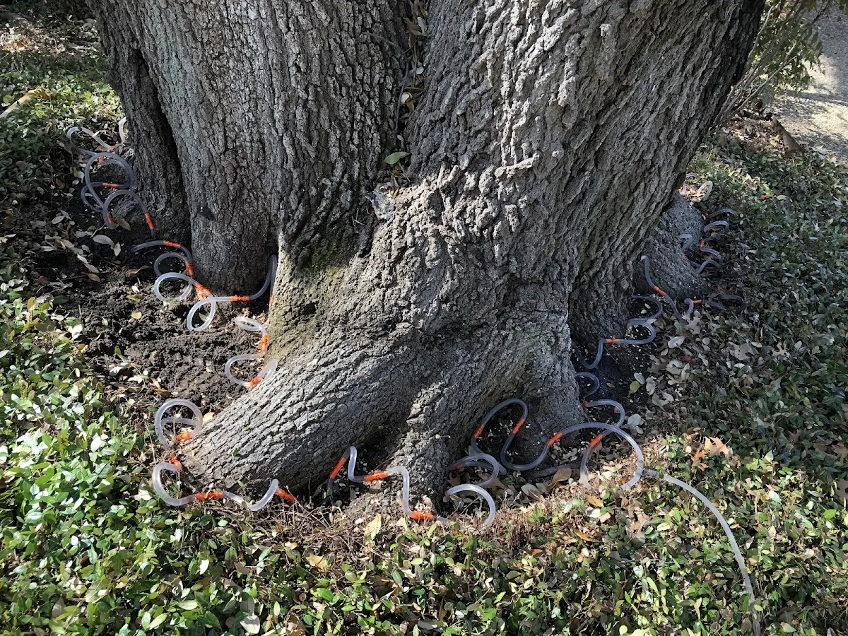 Detailed Tree Cabling and Bracing job site in Lawton
